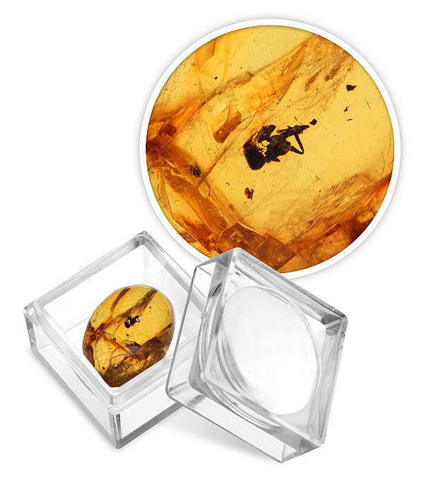 1a43_insect_in_amber