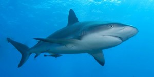 5 Shark Scenes From Non Shark Movies